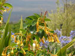 Image of Lonicera hildebrandiana Collett & Hemsl.