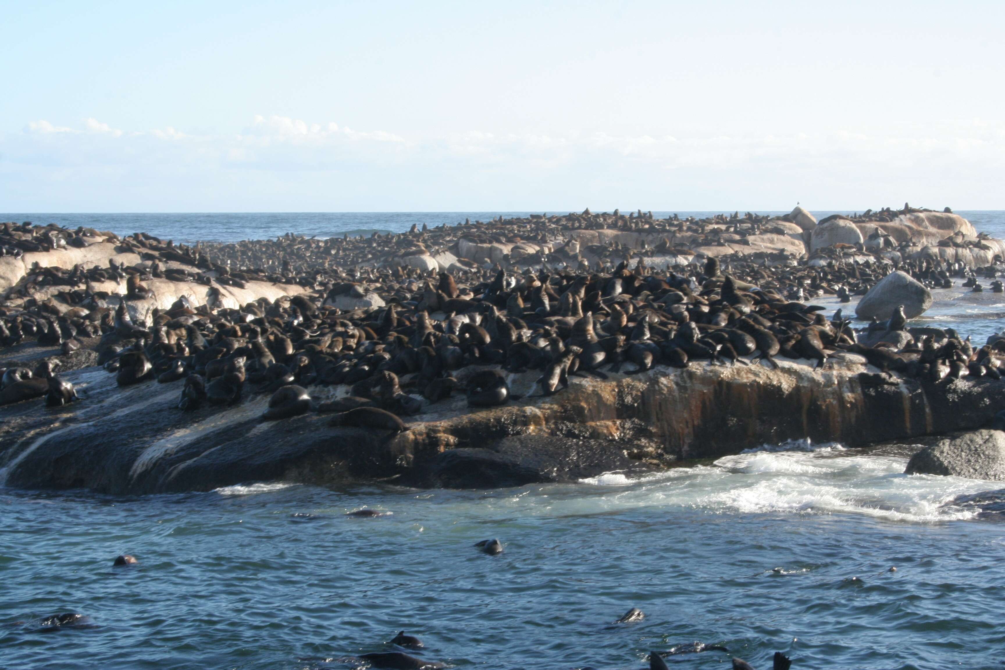 Image of Afro-Australian Fur Seal