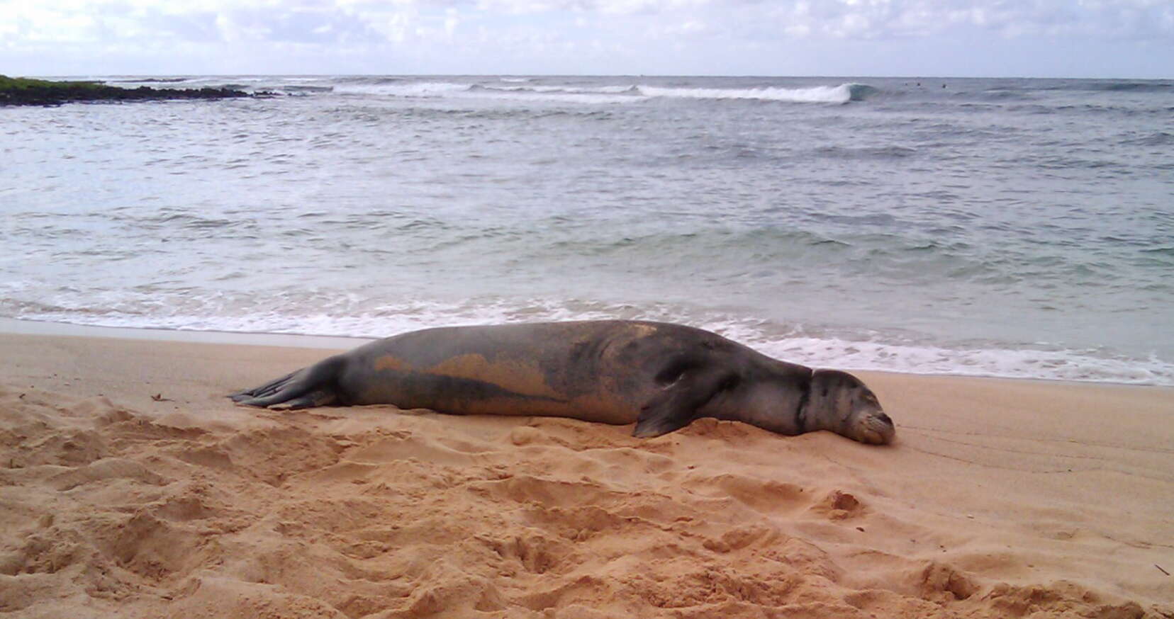 Image of Hawaiian Monk Seal