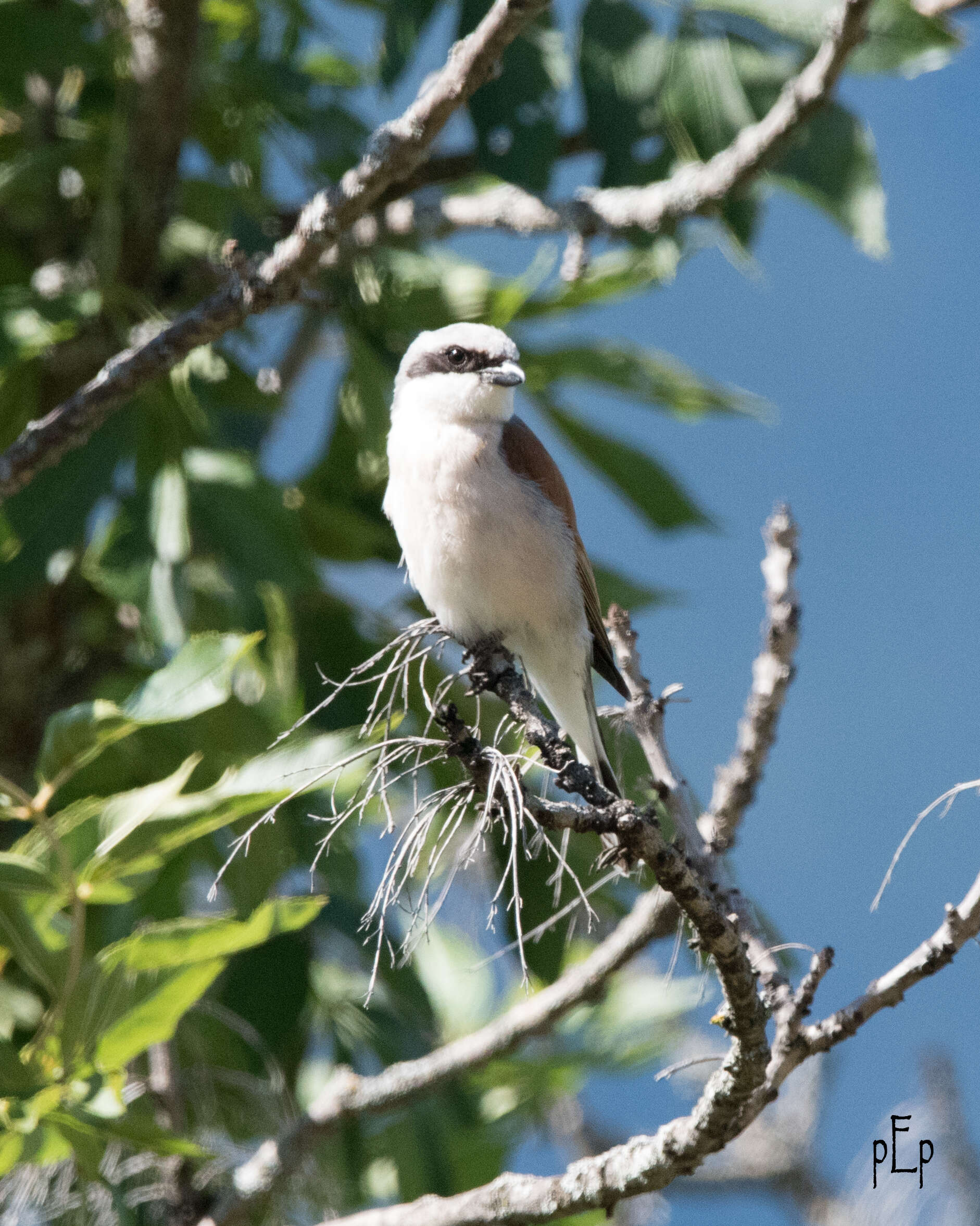 Image of Red-backed Shrike