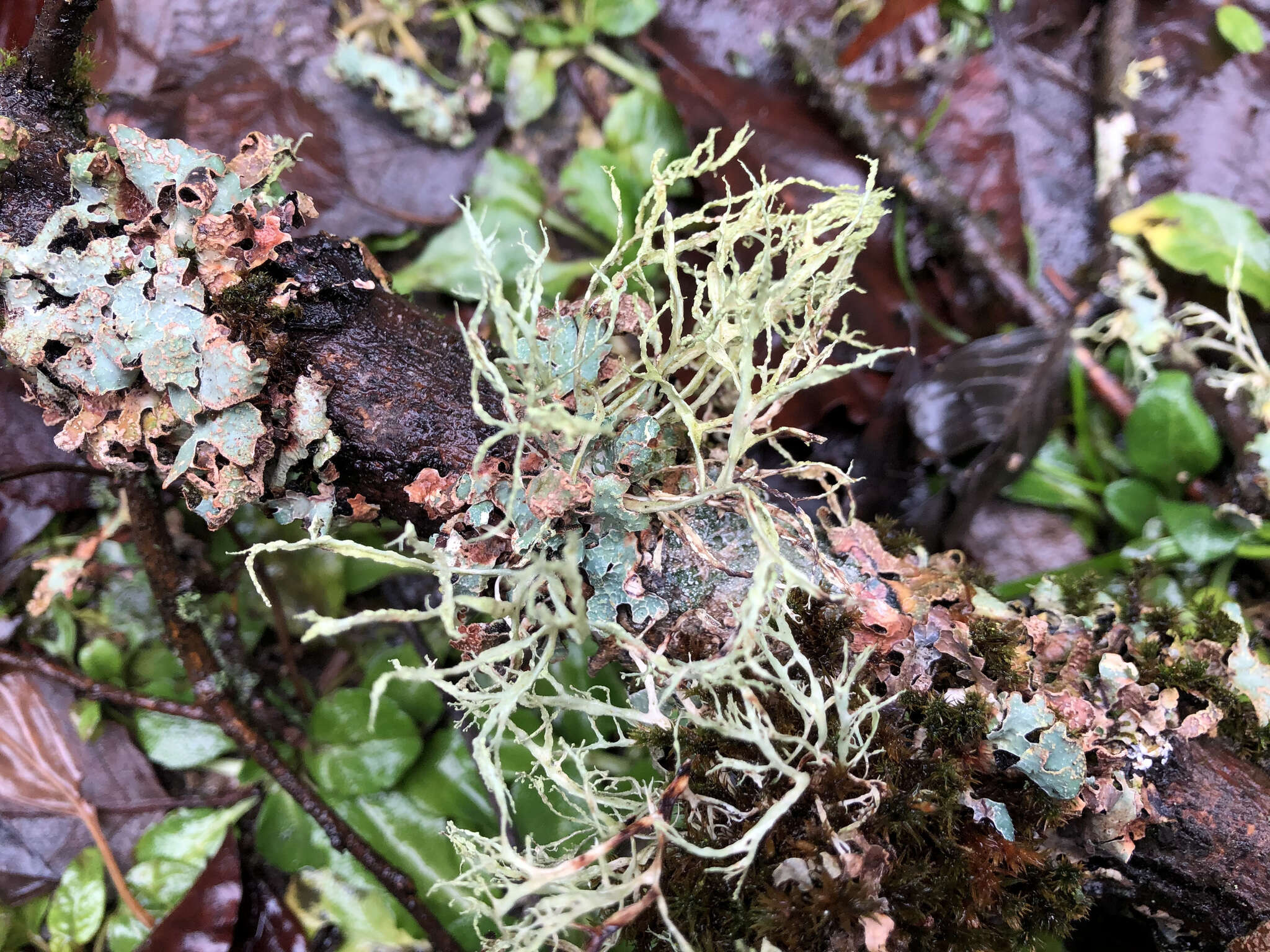 Imagem de Ramalina farinacea (L.) Ach.