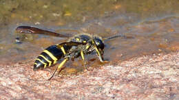 Image of Ancistrocerus antilope (Panzer 1789)