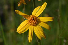 Image of arnica