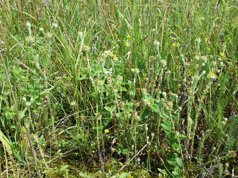 Image of common cottonrose