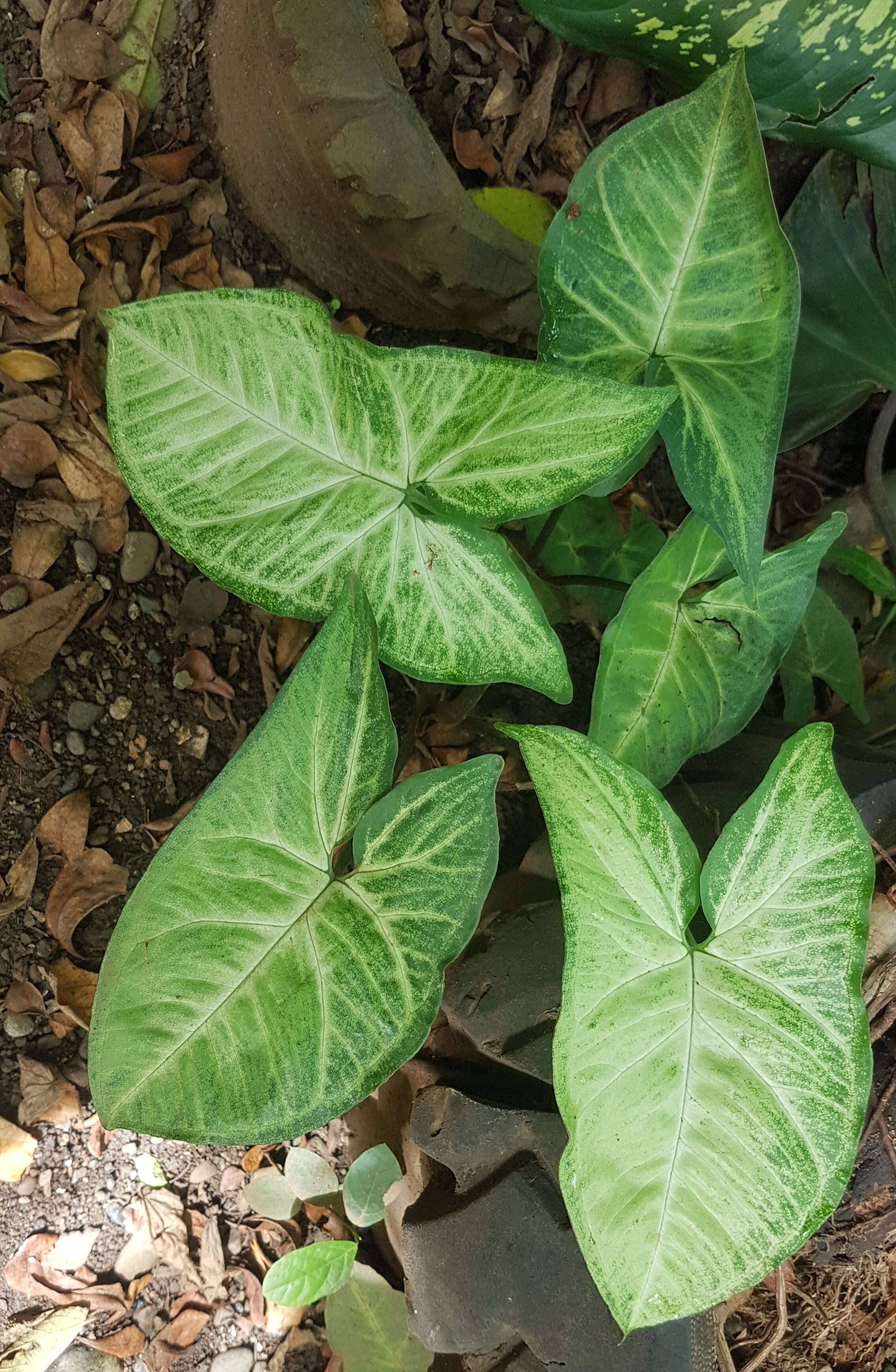 Image de Syngonium podophyllum Schott