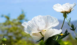 Image of Coulter's Matilija poppy