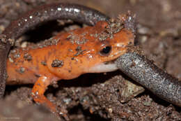 Image of Spring Salamander