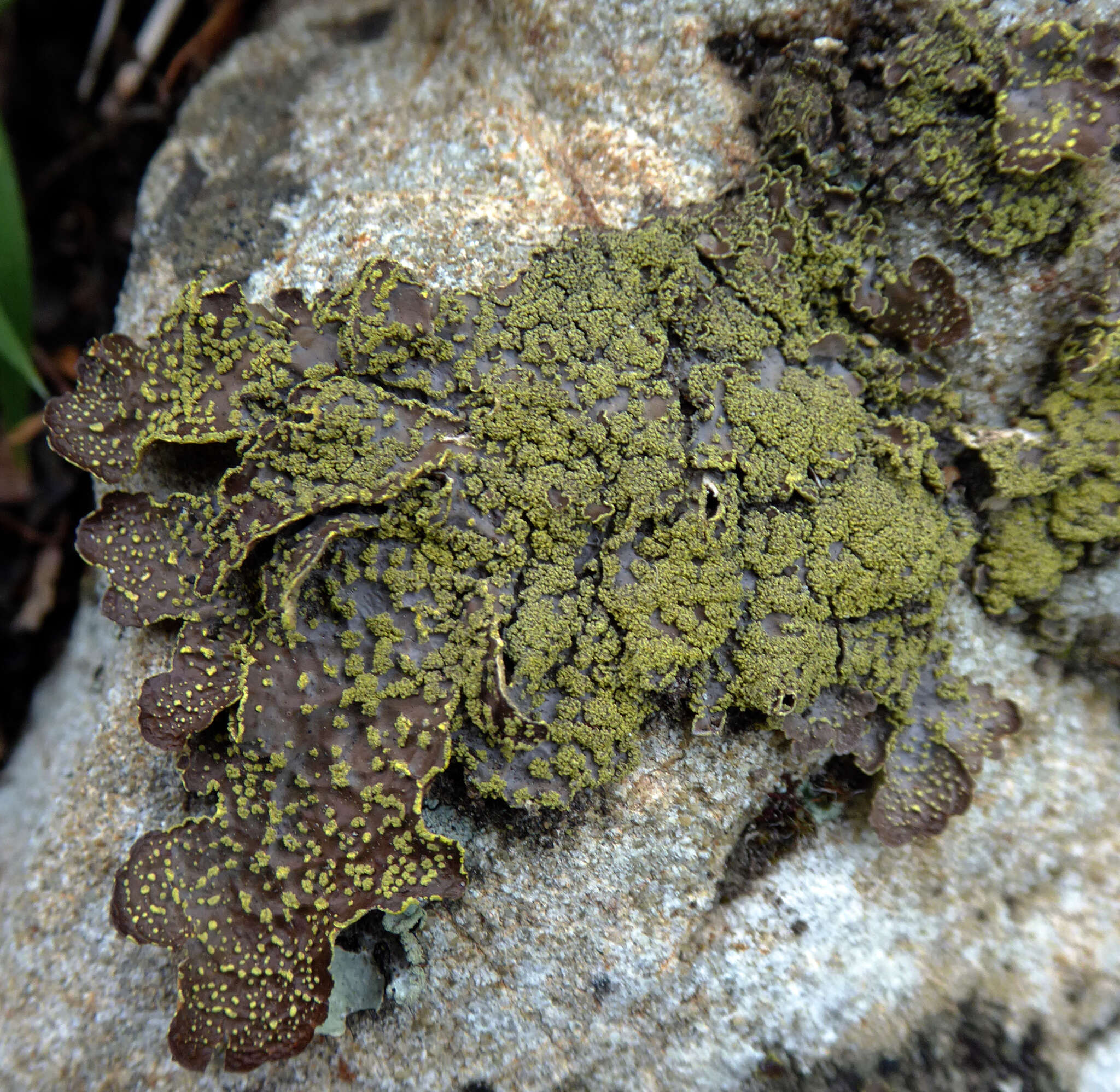 Image de Pseudocyphellaria crocata (L.) Vain.