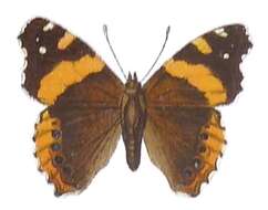 Image of Vanessa abyssinica