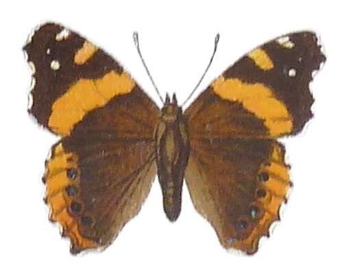 Image of Vanessa abyssinica