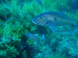 Image of Blue morwong