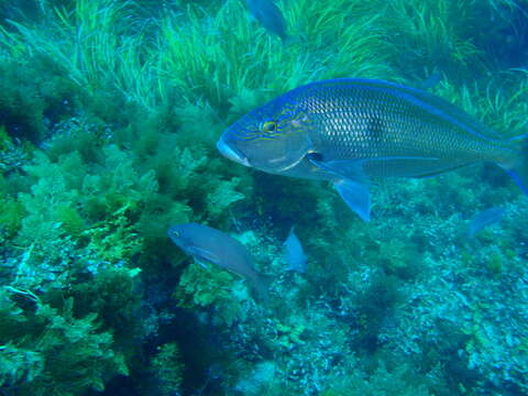 Image of Blue morwong