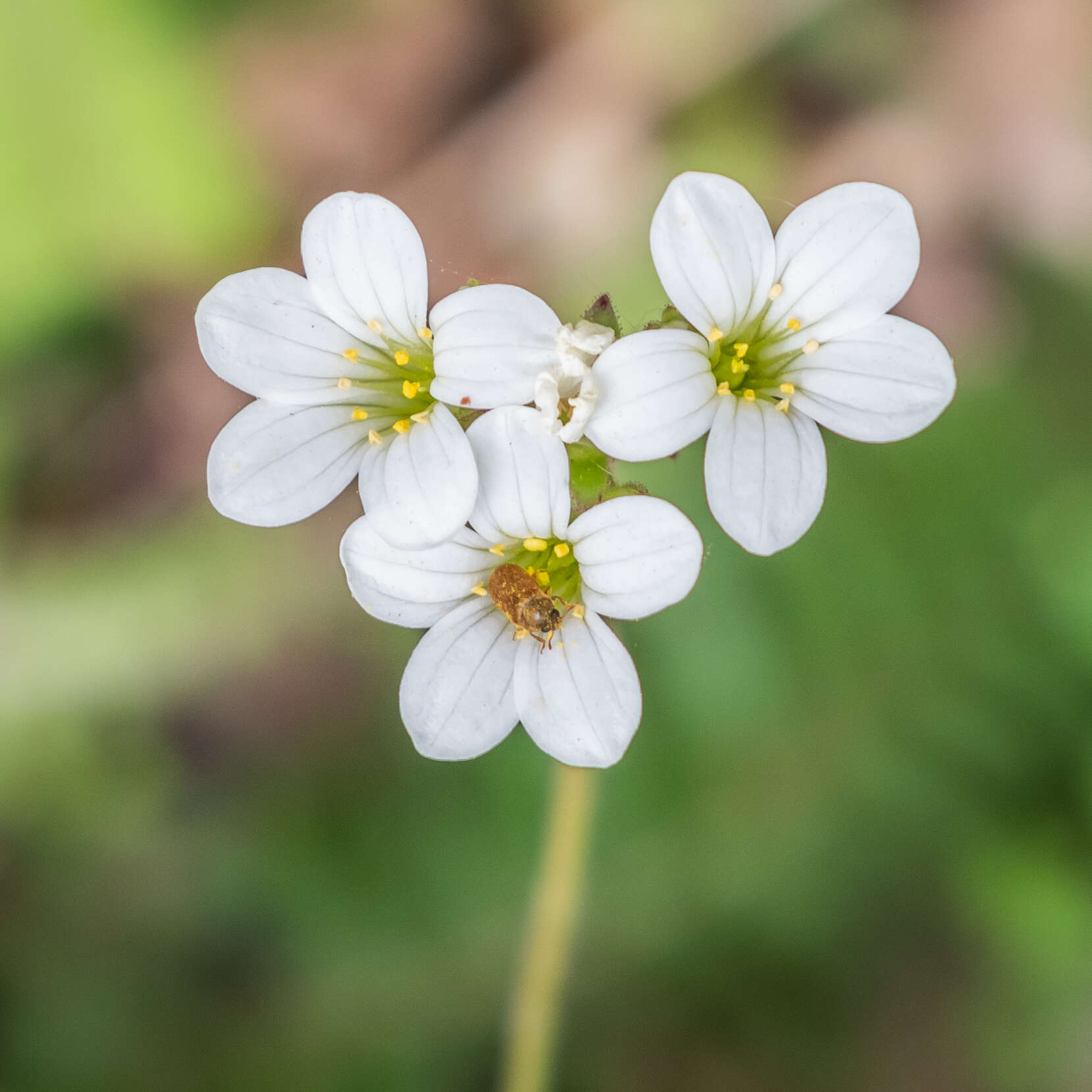 Image of Meadow Saxifrage