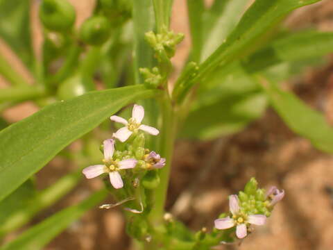 صورة Cakile edentula (Bigelow) Hook.