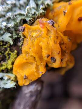 Image of Witches butter