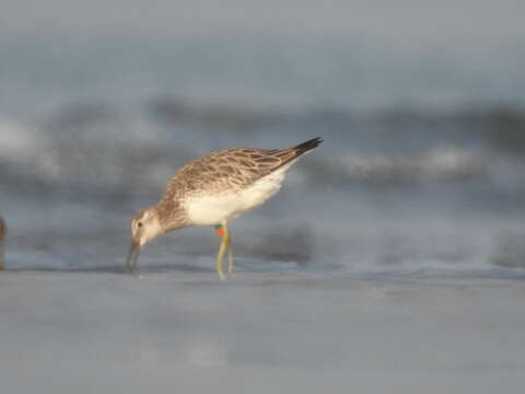 Image of Great Knot