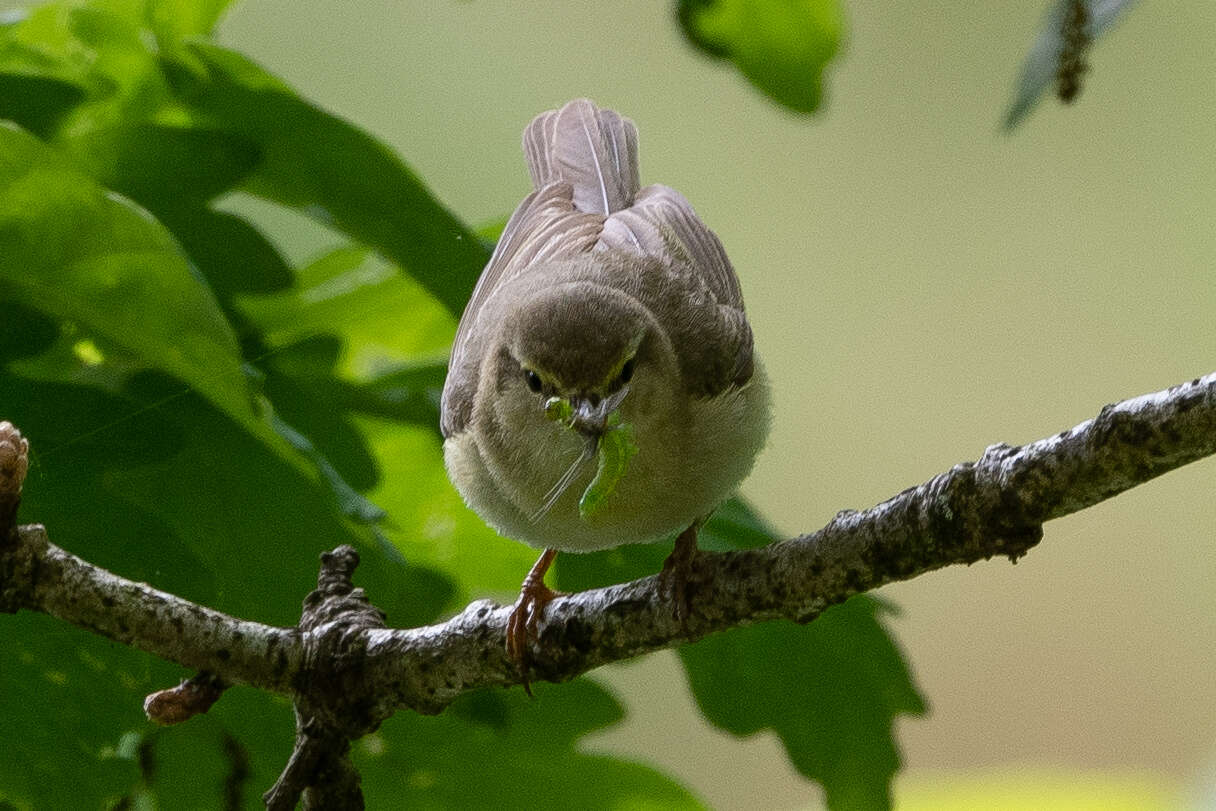 Image of Willow Warbler