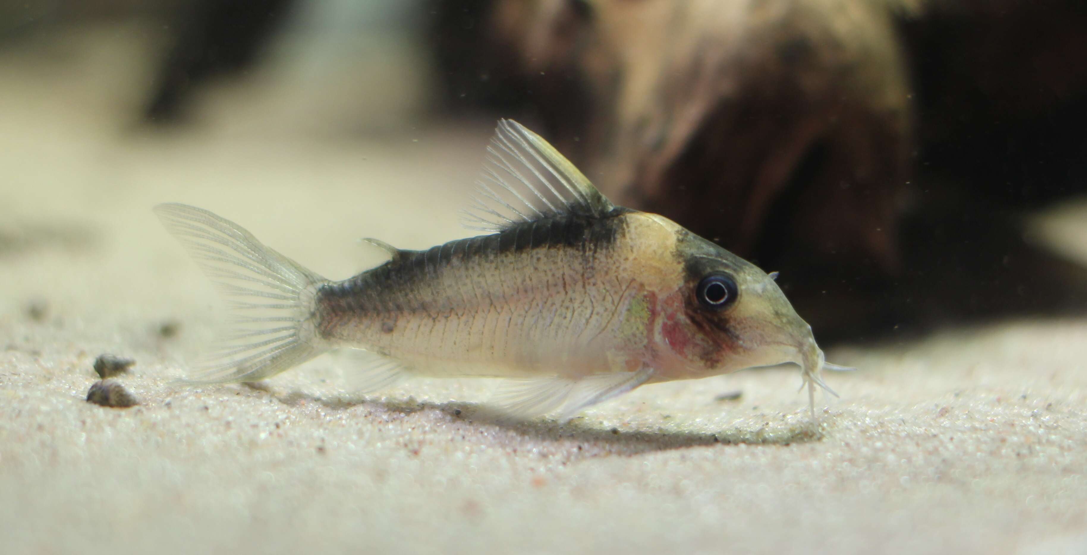 Image of Corydoras imitator Nijssen & Isbrücker 1983