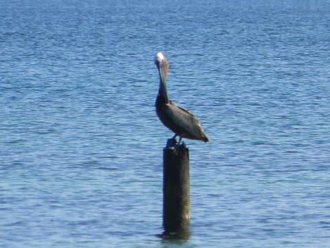 Image of Pelecanus occidentalis carolinensis Gmelin & JF 1789