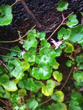 Image of Ivy-leaved Toadflax