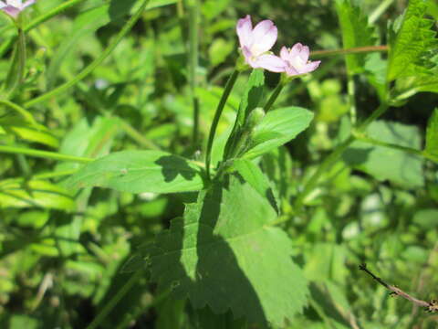 Image of american willowherb