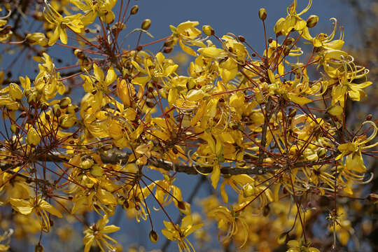 Слика од Cassia abbreviata Oliv.