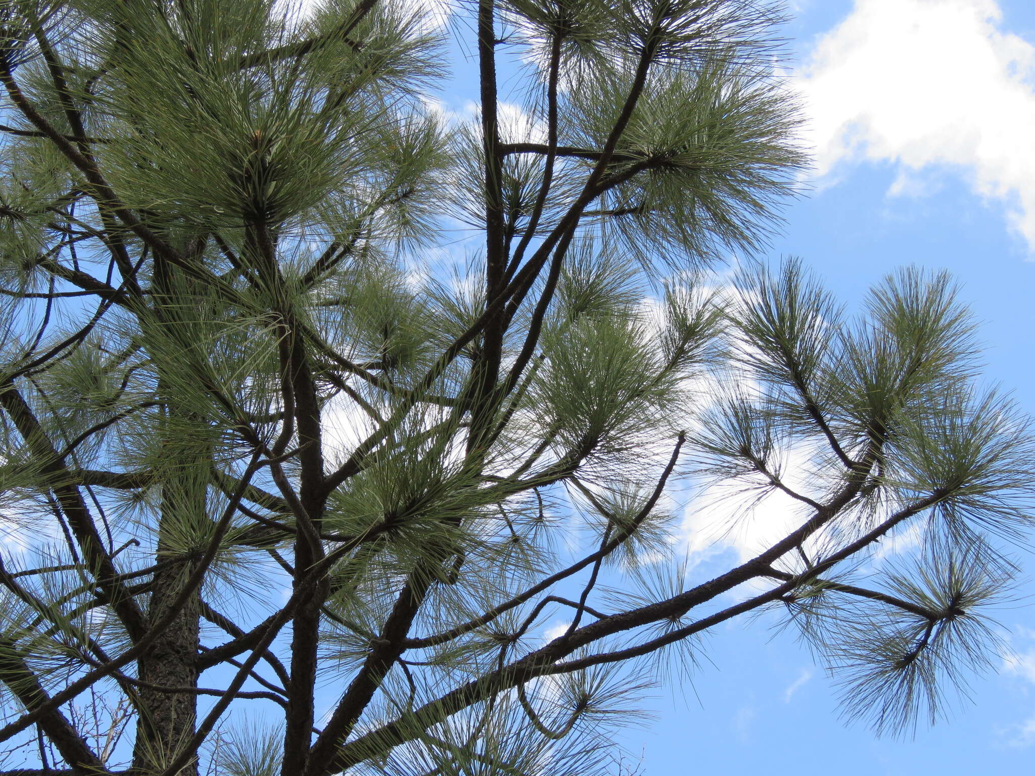 Imagem de Pinus engelmannii Carrière