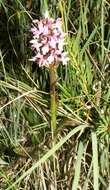 Dactylorhiza incarnata subsp. cruenta (O. F. Müll.) P. D. Sell resmi