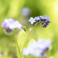 Слика од Myosotis arvensis (L.) Hill