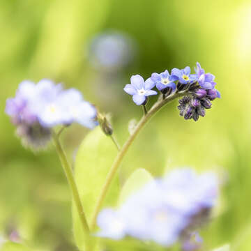 Image of field forget-me-not