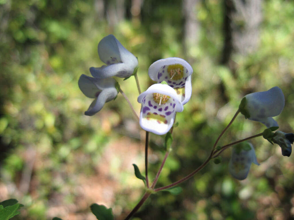 Image of Jovellana