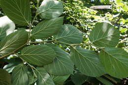 Imagem de Hamamelis mollis Oliv.