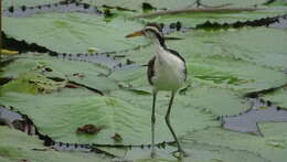 Image of Wattled Jacana