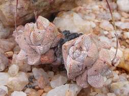 Image of Crassula deceptor Schönl. & Baker fil.