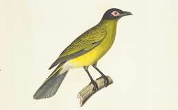 Image of Green Figbird