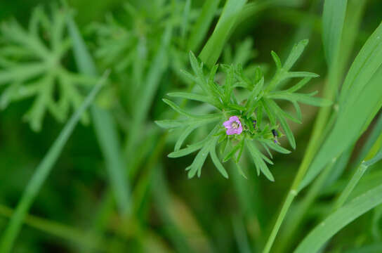 Image of cut-leaved cranesbill