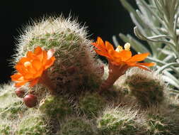 Imagem de Rebutia pulvinosa F. Ritter & Buining