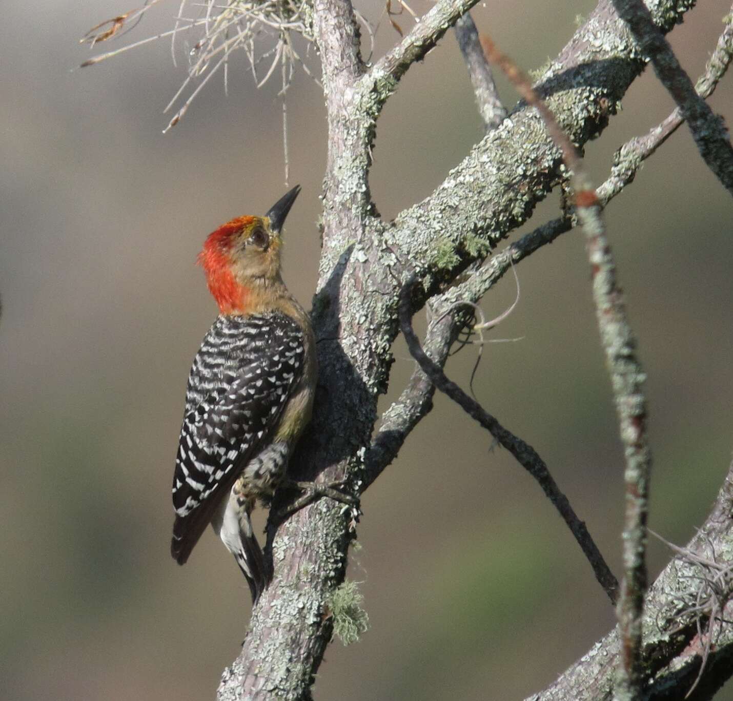 Image of Red-crowned Woodpecker