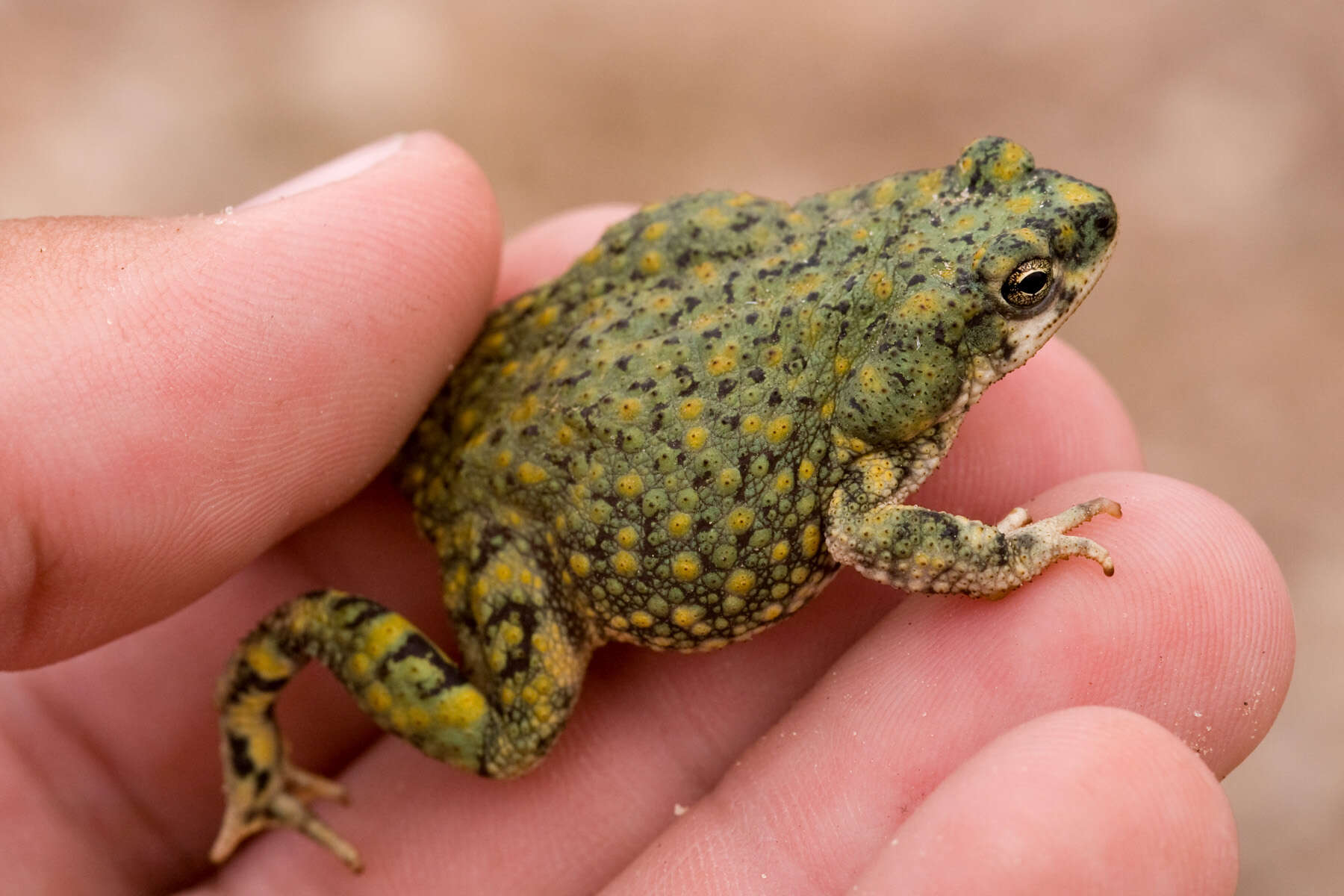 Image of Green toad