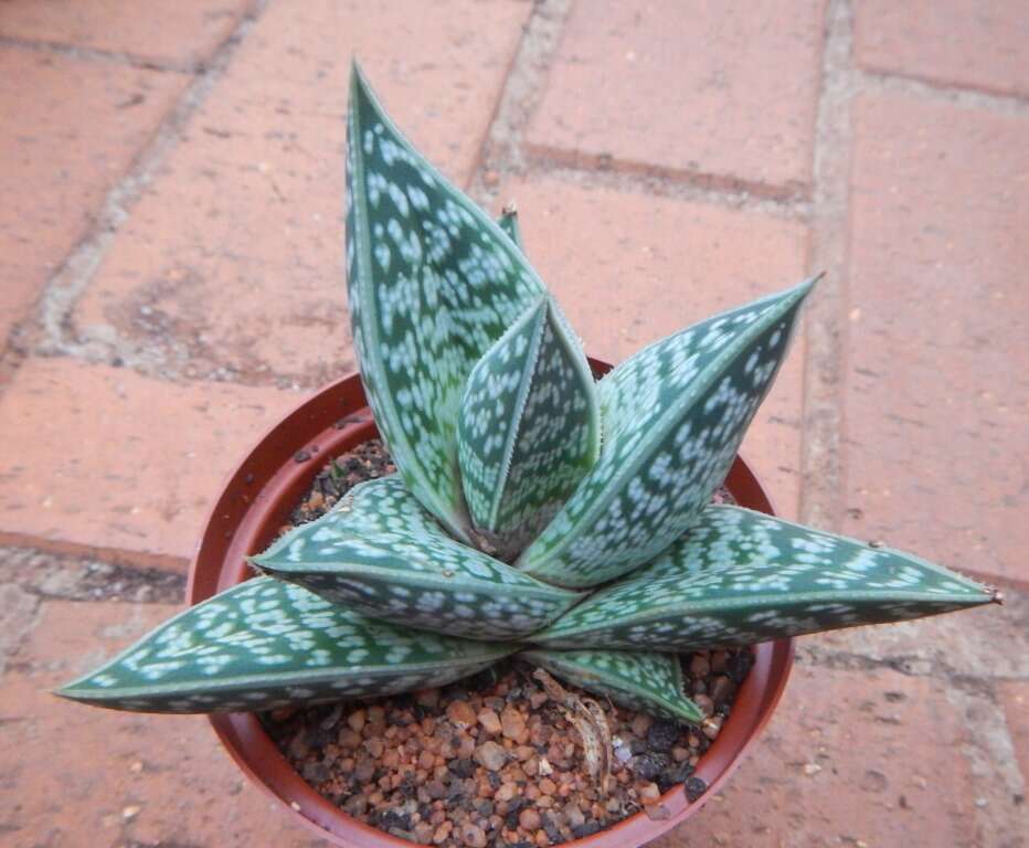 Sivun Gonialoe sladeniana (Pole-Evans) Boatwr. & J. C. Manning kuva