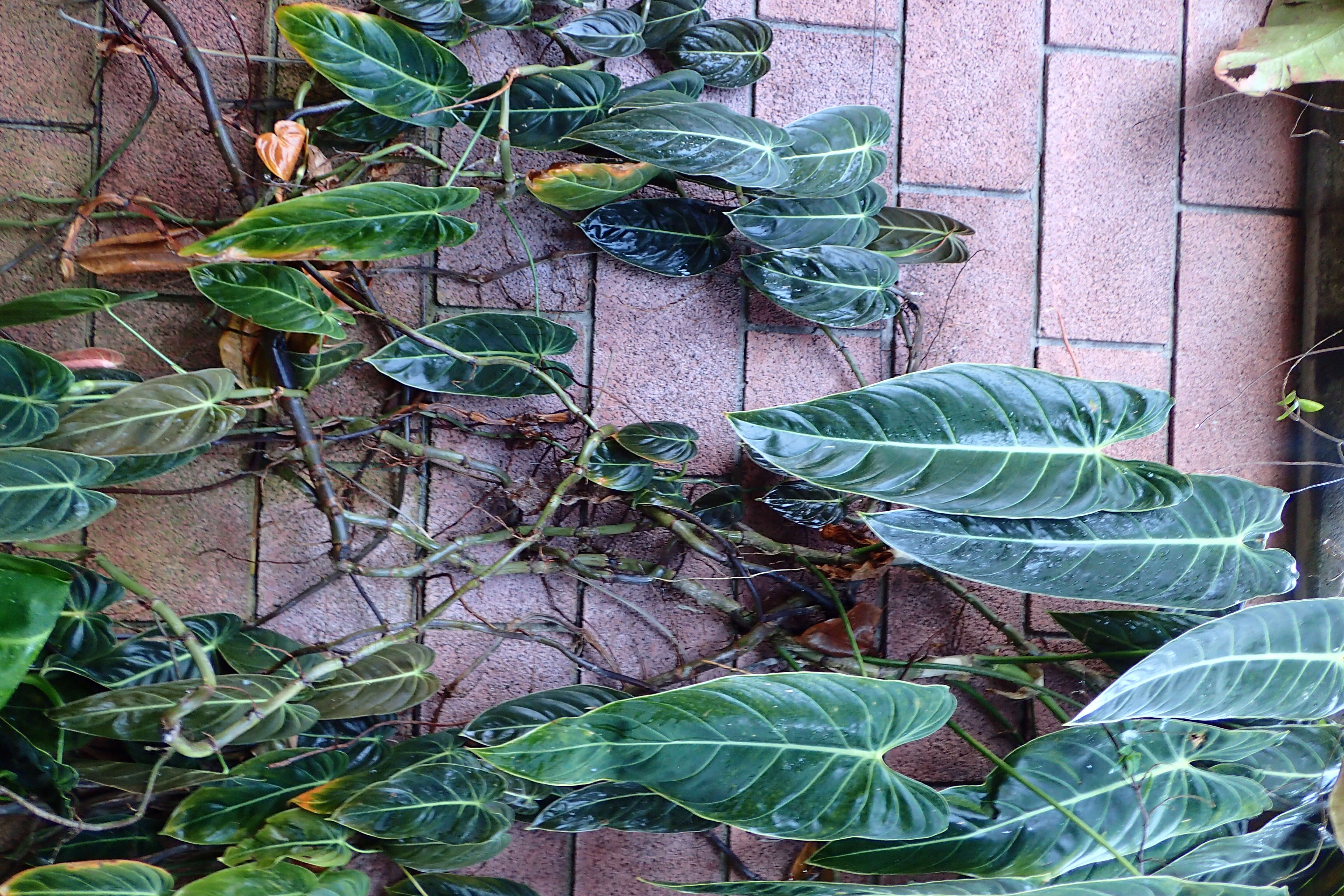 Image of Philodendron melanochrysum Linden & André