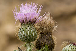 Image of wavyleaf thistle