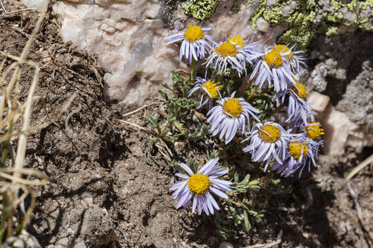 Image of featherleaf fleabane