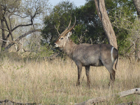 Image of Reduncinae