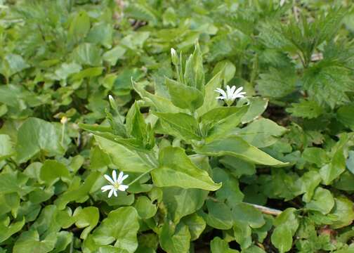 Image of wood stitchwort