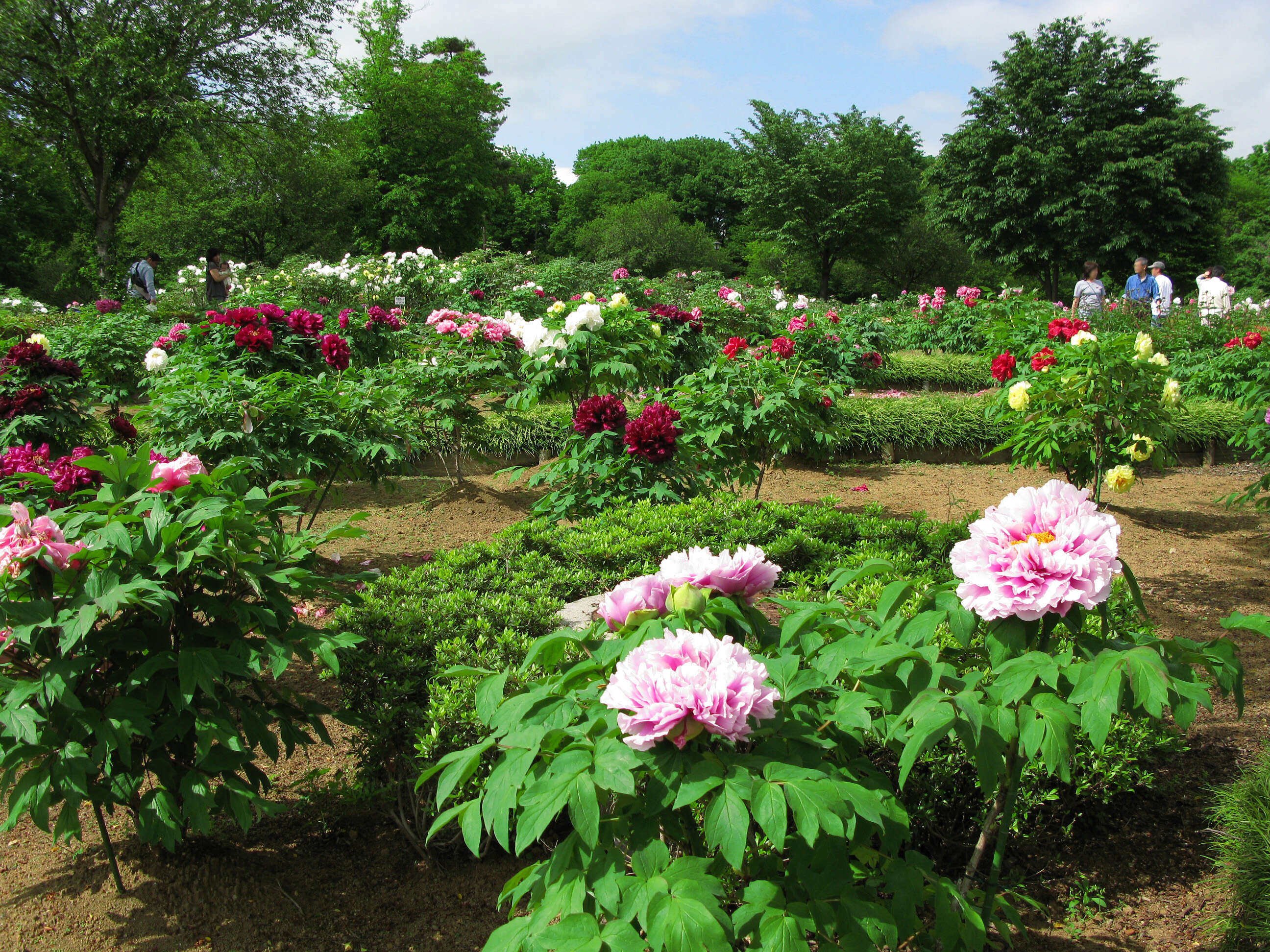 Image of peony family