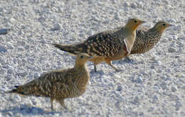 Image of Namaqua Sandgrouse