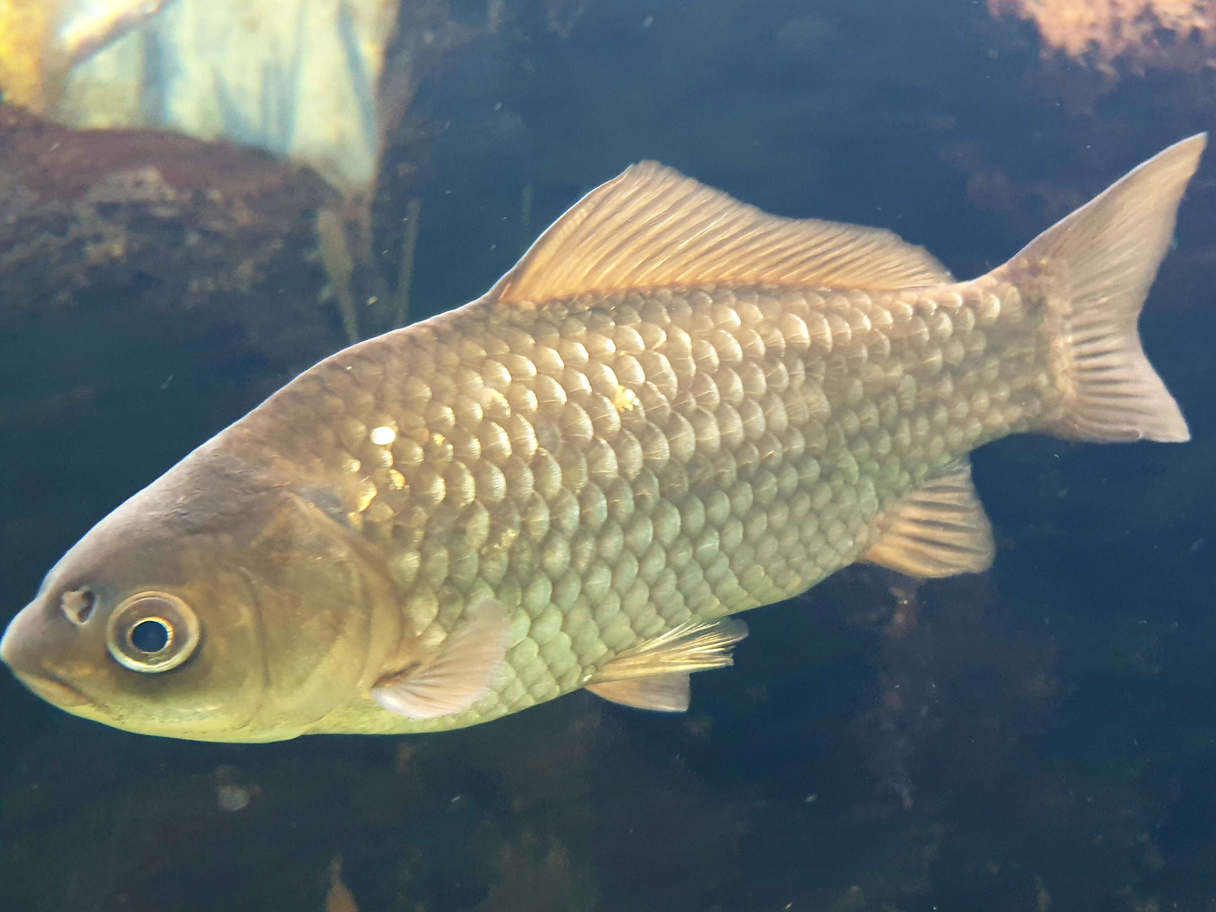 Image of Gibel carp