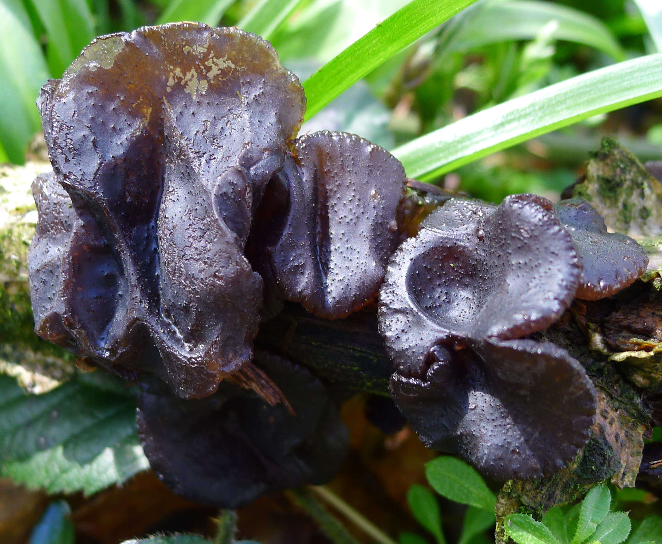 Image of Black Witches' Butter