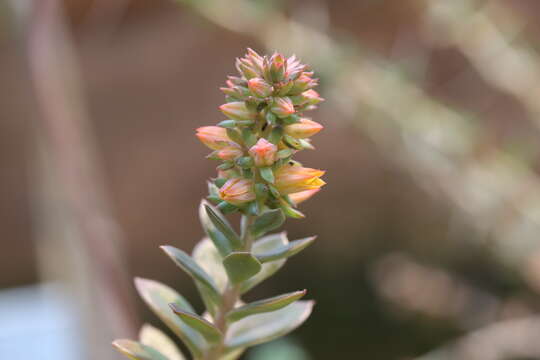 Image of Echeveria rosea Lindl.